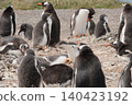 Gentoo penguins on Penguin Island, Argentina 140423192