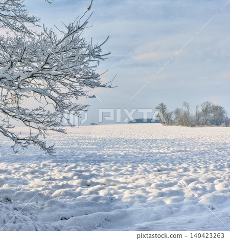 Trees, sky and snow in winter with landscape of nature, environment and cold weather outdoor. Icy ground, natural background with travel or tourism, ice with frozen location or destination in Alaska Trees, sky and snow in winter with landscape of nature, environment and cold weather outdoor. Icy ground, natural background with travel or tourism, ice with frozen location or destination in Alaska 140423263