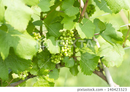 A scene of early summer harvest: bunches of unripe, green grapes growing in a vineyard, enveloped in green leaves. A scene of early summer harvest: bunches of unripe, green grapes growing in a vineyard, enveloped in green leaves. 140423323