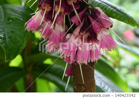 原產於新喀裡多尼亞的蒲桃(Syzygium acre)的花序引人注目,它有許多雄蕊和細長的雌蕊。 原產於新喀裡多尼亞的蒲桃(Syzygium acre)的花序引人注目,它有許多雄蕊和細長的雌蕊。 140423342