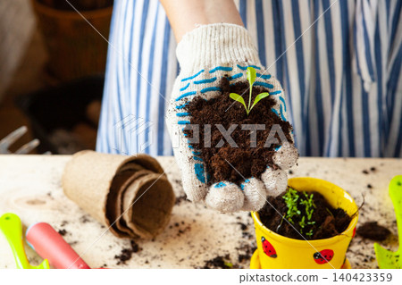 Close up of hands transplanting a plant into a new pot Close up of hands transplanting a plant into a new pot 140423359
