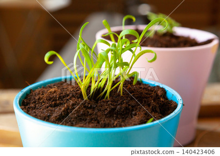 Small green sprouts in pot close up Small green sprouts in pot close up 140423406
