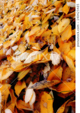 Autumn, leaves and countryside with natural season of change, outdoor woods or foliage in nature. Closeup of fallen orange, brown and yellow leafs on ground with growth of an eco friendly environment 140423485