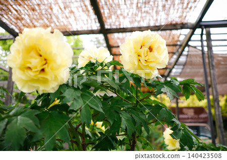 Yellow peonies of spring Yellow peonies of spring 140423508