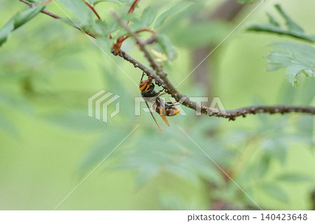 Hornet, Lesser Hornet Hornet, Lesser Hornet 140423648