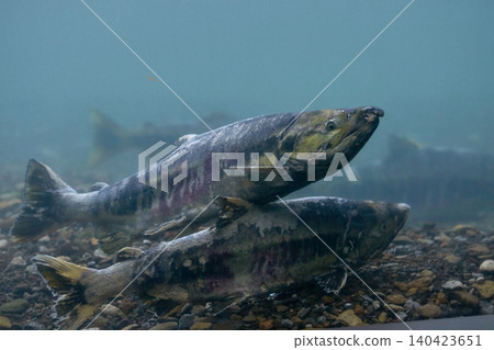 千歲河三文魚(三文魚和千歲水族館的家) 千歲河三文魚(三文魚和千歲水族館的家) 140423651