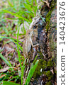 Small Lizard Resting on Tree Trunk in Nature 140423676