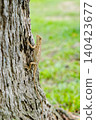Small Lizard Resting on Tree Trunk in Nature 140423677