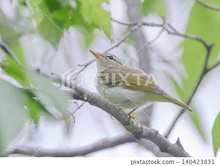 Japanese bush warbler summer green leaves Japanese bush warbler summer green leaves 140423831