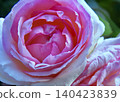From late spring to early summer, my neighbor's roses. 140423839