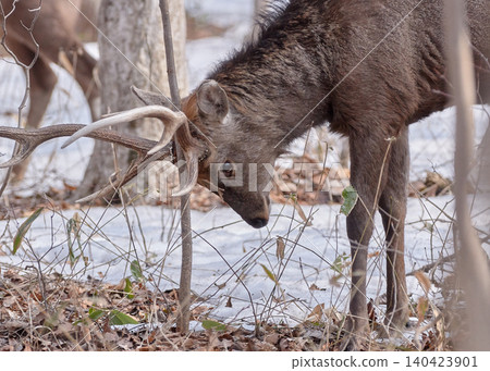 Ezo deer, male, scratching its antlers, itchy. 140423901