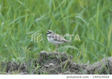 A little ringed plover in the wild (in a summer grassland). 140424008
