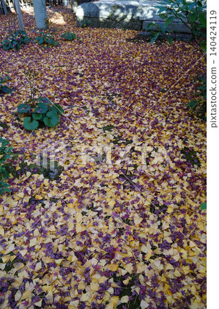 Maple leaves piled up on the ground at a temple in Kamitakano, Kyoto. Maple leaves piled up on the ground at a temple in Kamitakano, Kyoto. 140424119