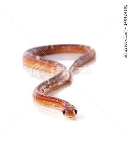 corn snake corn snake 140424185