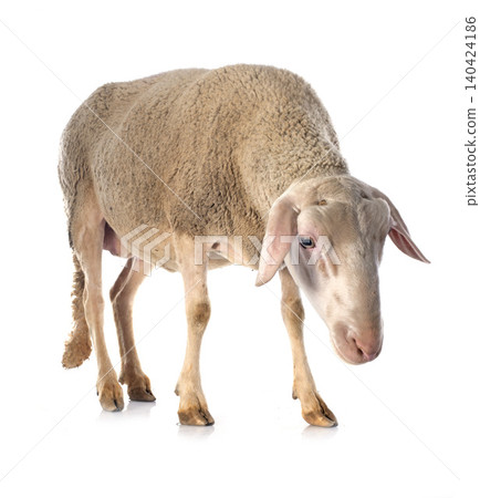 adult ewe adult ewe 140424186
