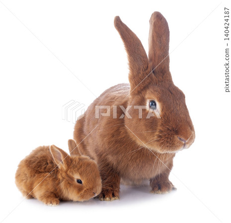 young rabbit and mother 140424187