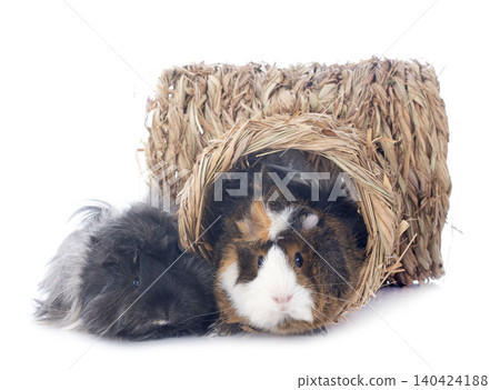 guineas pigs in studio guineas pigs in studio 140424188