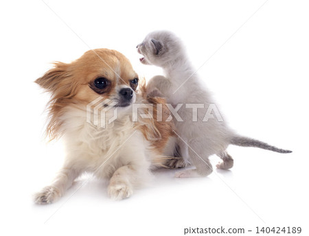 siamese kitten and chihuahua siamese kitten and chihuahua 140424189