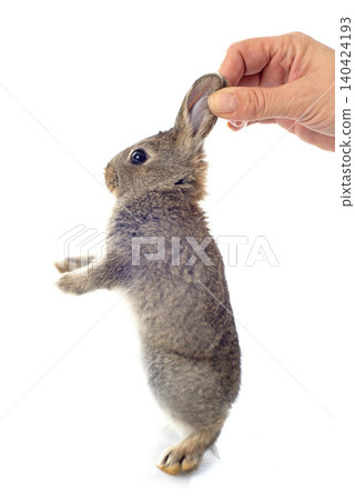 European rabbit European rabbit 140424193