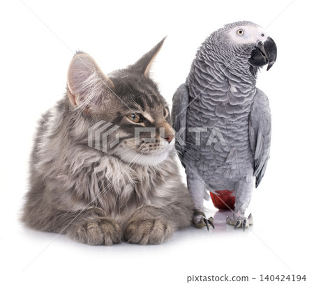 African grey parrot and cat African grey parrot and cat 140424194
