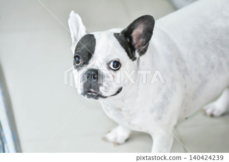dog or french bulldog, unaware French bulldog dog or french bulldog, unaware French bulldog 140424239
