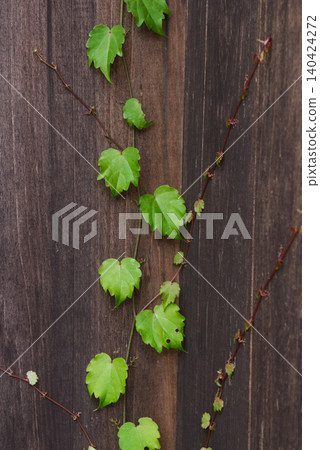Lush green ivy climbing an old wooden wall, a natural background image for early summer. Lush green ivy climbing an old wooden wall, a natural background image for early summer. 140424272