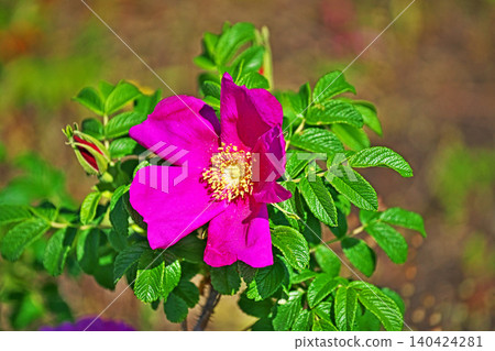 Red rose flower (spring, May) Red rose flower (spring, May) 140424281