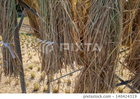 paddy, rice plant, harvest 140424319