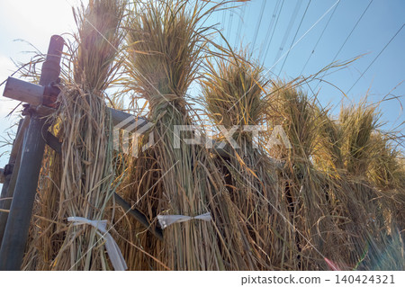 paddy, rice plant, harvest 140424321
