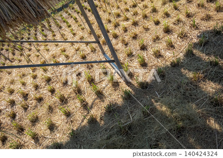 paddy, rice plant, harvest 140424324