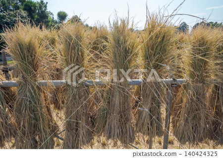 paddy, rice plant, harvest 140424325