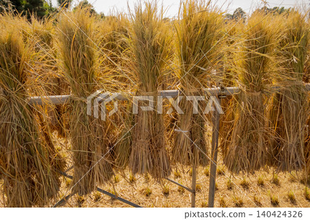 paddy, rice plant, harvest 140424326