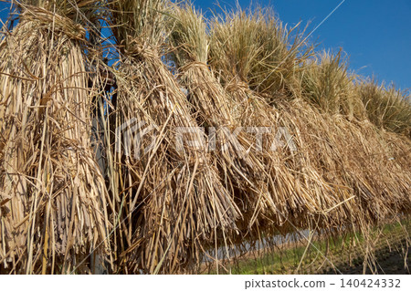 paddy, rice plant, harvest 140424332