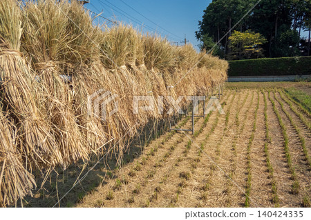 paddy, rice plant, harvest 140424335