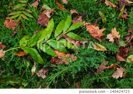 colorful falling leaves on a ground close up autumn October plants background top view colorful falling leaves on a ground close up autumn October plants background top view 140424725