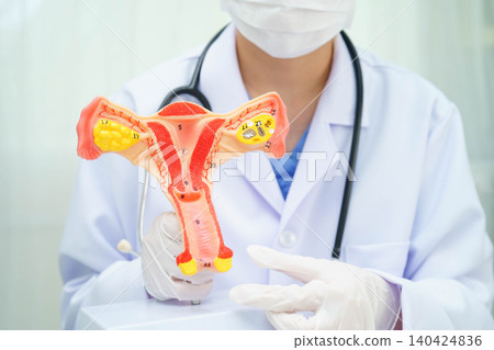 Uterus, doctor holding human anatomy model for study diagnosis and treatment in hospital. Uterus, doctor holding human anatomy model for study diagnosis and treatment in hospital. 140424836