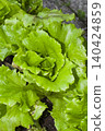 Green Lettuce Growing in Garden Bed 140424859