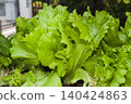 Green Lettuce Growing in Garden Bed 140424863