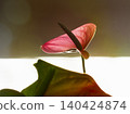 Pink Anthurium Flower in Soft Light 140424874