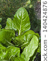 Green Lettuce Growing in Garden Bed 140424876