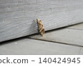 Large-eyed Orca Moth ① 140424945