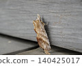 Large-eyed Orca Moth ② 140425017