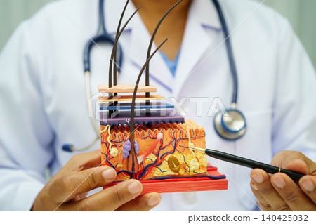 Asian doctor holding spinal nerve and bone model, Lumbar spine displaced herniated disc fragment for treatment medical in the orthopedic department. Asian doctor holding spinal nerve and bone model, Lumbar spine displaced herniated disc fragment for treatment medical in the orthopedic department. 140425032