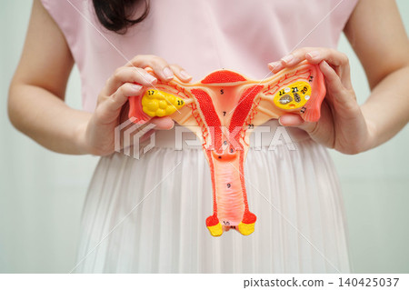 Uterus, Asian woman holding human anatomy model. 140425037