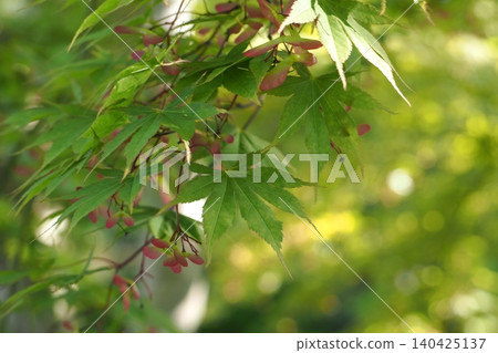 Momiji in early summer Momiji in early summer 140425137