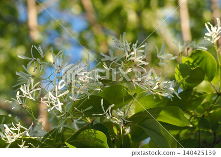 White nanjamonja flower White nanjamonja flower 140425139