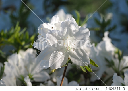 White azalea White azalea 140425143