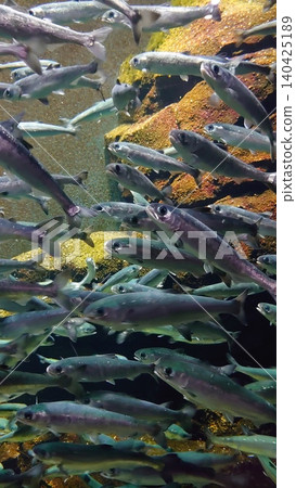 淡水魚 淡水魚 140425189