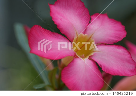 Beautifully blooming, vibrant pink and yellow flowers Beautifully blooming, vibrant pink and yellow flowers 140425219