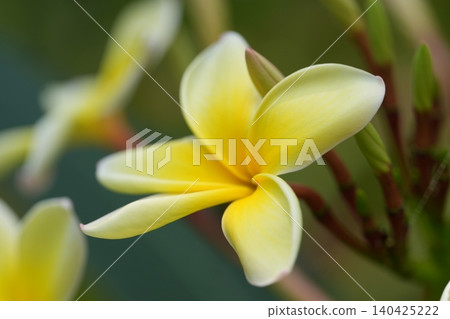 Beautiful yellow plumeria swaying in the refreshing breeze Beautiful yellow plumeria swaying in the refreshing breeze 140425222